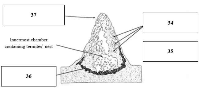 termite mounds